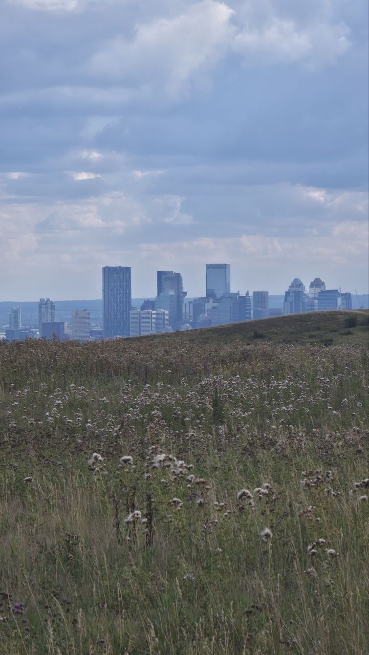 Downtown Calgary's towers standing up above a grassy ridge, hazy blue under a bank of cloud; the foreground is a slope of dry grass full of thistle heads gone to seed.